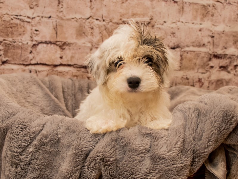 Yorkiepoo- Available 11/9-Male-White and Silver-3878067-PetCenter Old Bridge