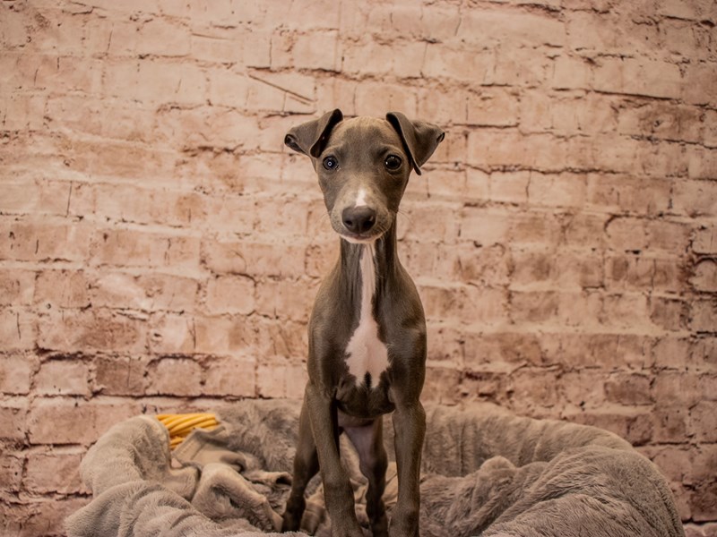 Italian Greyhound- Available 11/16-DOG-Female-Blue-3885283-PetCenter Old Bridge