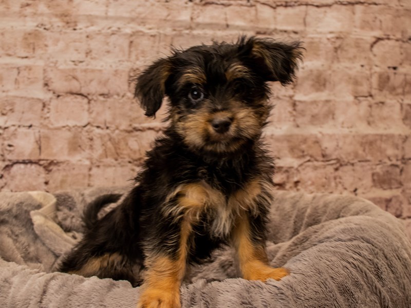 Morkie- Available 11/16-DOG-Female-Black and Tan-3887299-PetCenter Old Bridge