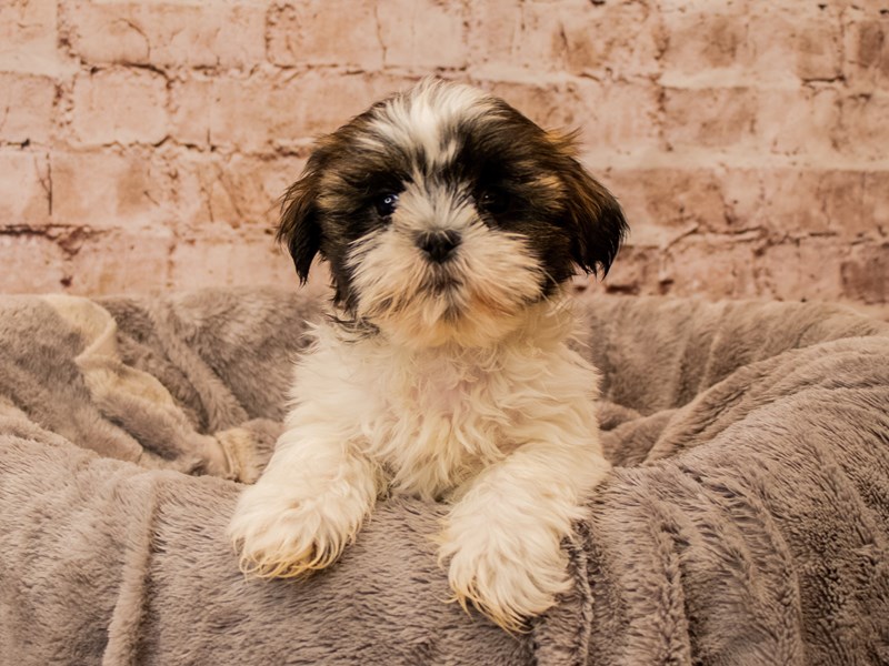 Shih Tzu- Available 11/16-Male-Brindle and White-3887353-PetCenter Old Bridge