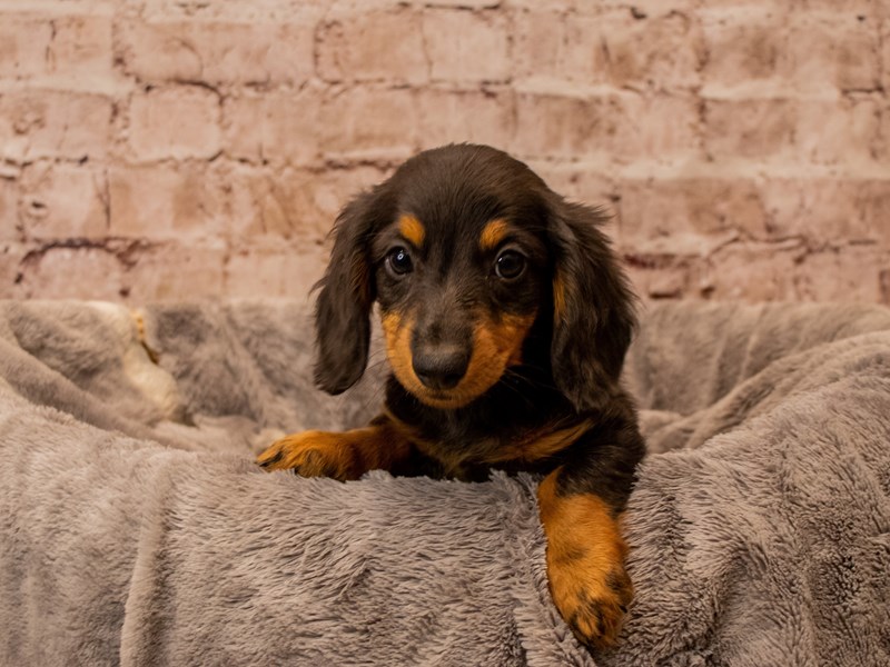 Dachshund- Available 11/16-DOG-Female-Black and Tan-3887459-PetCenter Old Bridge