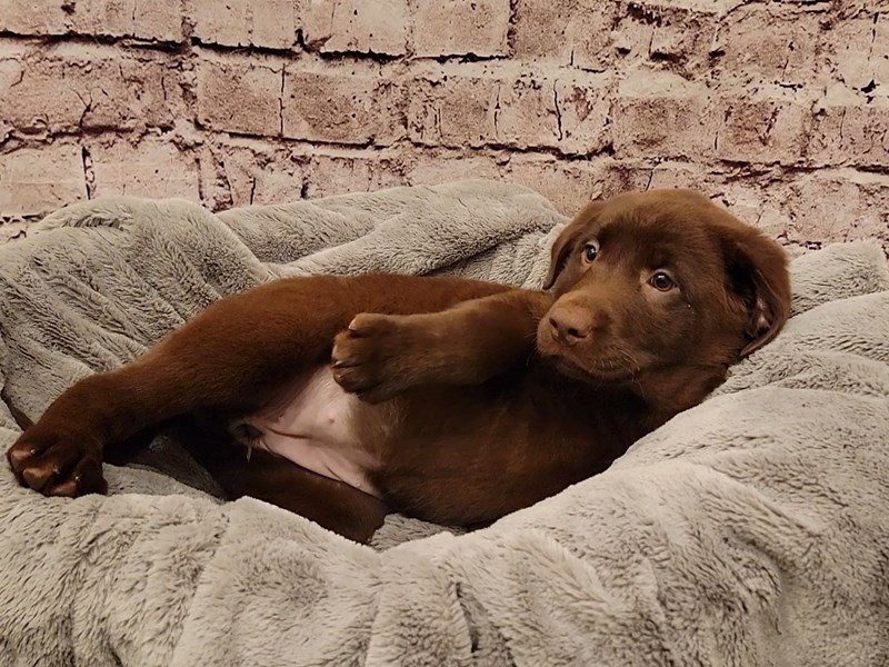 Labrador Retriever- Available 11/2-DOG-Female-Chocolate-3868449-PetCenter Old Bridge