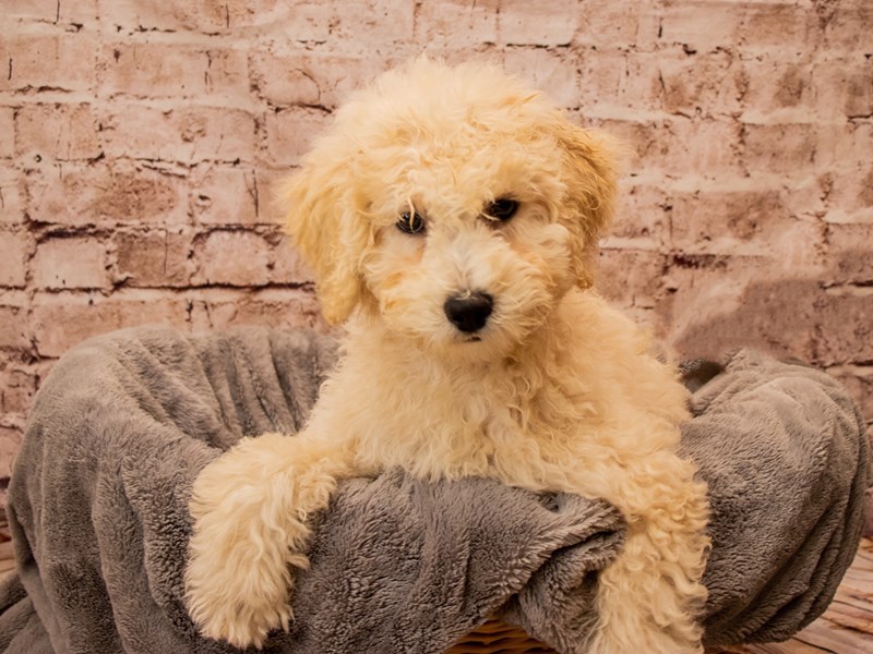 Poodle- Available 10/26-Female-Apricot-3859624-PetCenter Old Bridge