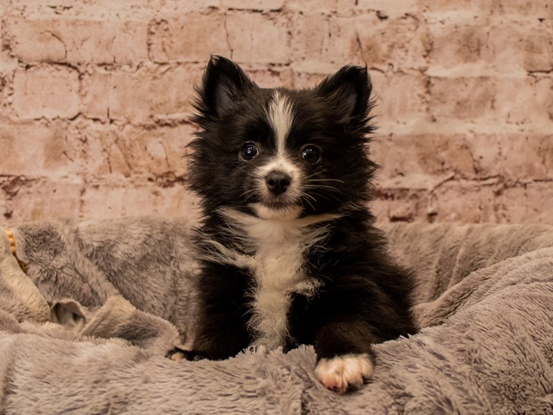 Pomeranian- Available 11/16-DOG-Female-Black-3887366-PetCenter Old Bridge
