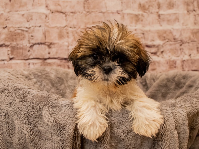 Shih Tzu- Available 11/23-Female-Gold and White-3895354-PetCenter Old Bridge