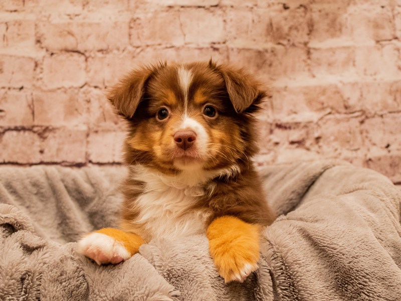 Miniature American Shepherd- Available 11/30-Male-Red-3903038-PetCenter Old Bridge