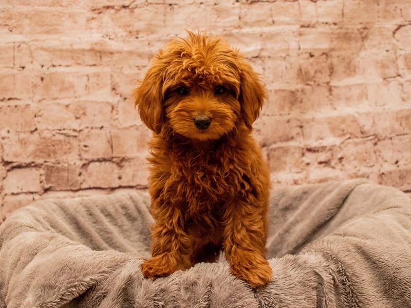 Mini Goldendoodle- Available 11/30-Female-Red-3903040-PetCenter Old Bridge