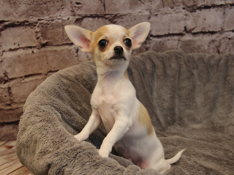 Chihuahua- Available 12/14-Male-Fawn / White-3919561-PetCenter Old Bridge