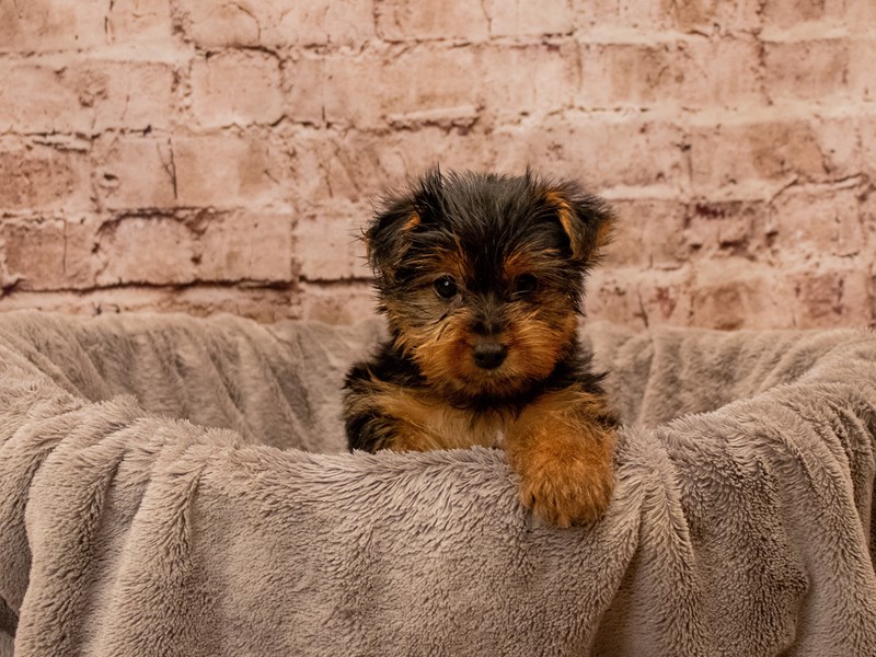 Yorkshire Terrier- Available 12/14-Female-Black and Tan-3920722-PetCenter Old Bridge