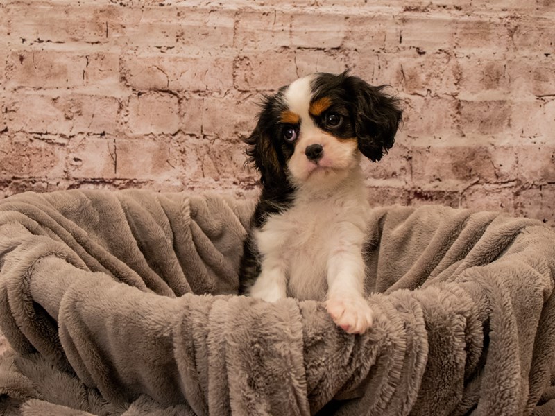 Cavalier King Charles Spaniel- Available 12/21-DOG-Male-Tri-Colored-3928035-PetCenter Old Bridge