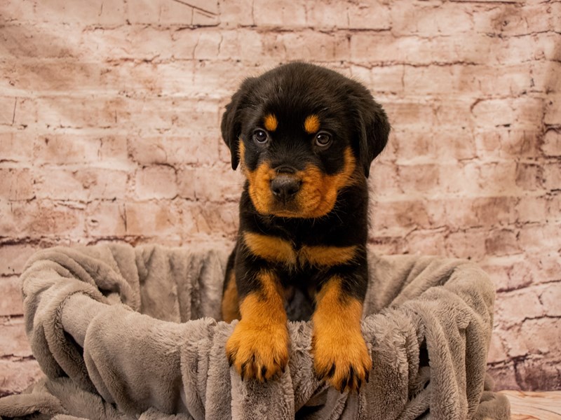 Rottweiler- Available 12/21-Male-Black / Tan-3927865-PetCenter Old Bridge
