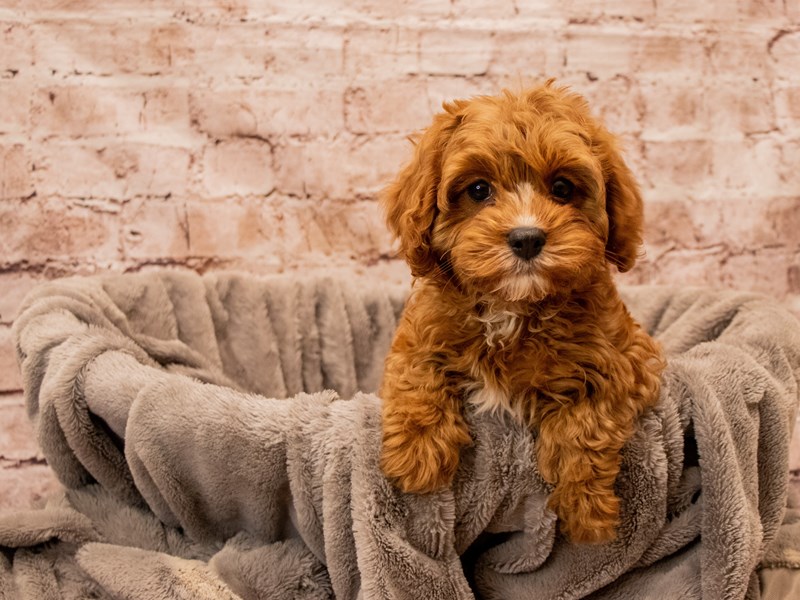 Cavapoo- Available 12/21-DOG-Female-Red / White-3928037-PetCenter Old Bridge