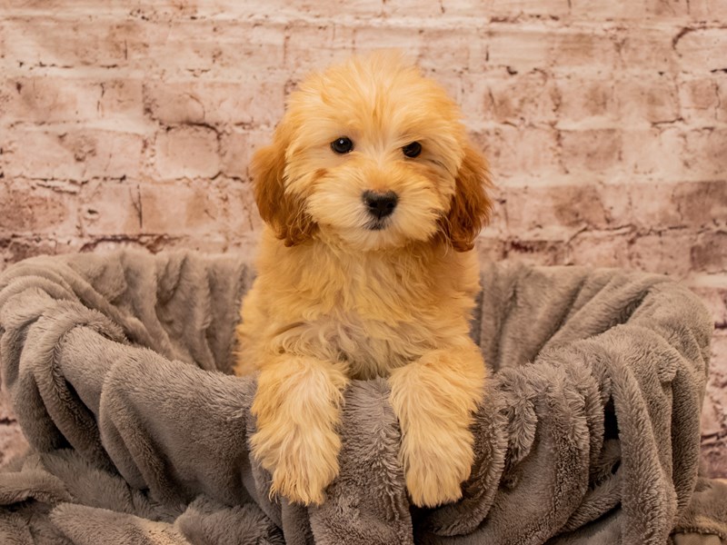 Mini Goldendoodle- Available 12/21-Female-Light Red-3927870-PetCenter Old Bridge