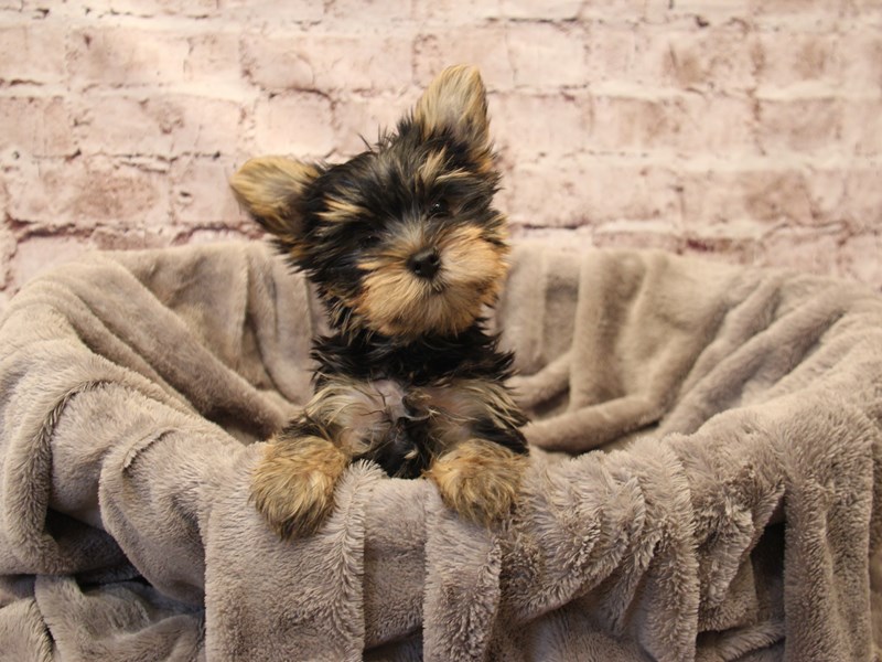 Yorkshire Terrier- Available 12/21-Male-Black and Tan-3928771-PetCenter Old Bridge