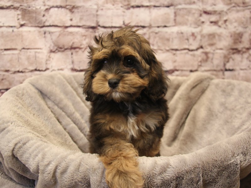 Cockapoo- Available 12/28-DOG-Male-Brindle-3936257-PetCenter Old Bridge