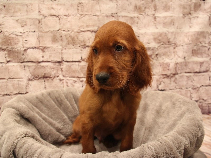 Irish Setter- Available 12/28-Male-Red-3937577-PetCenter Old Bridge