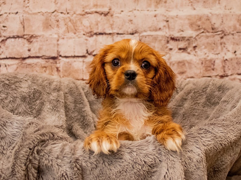 Cavalier King Charles Spaniel- Available 11/23-DOG-Male-Ruby-3895491-PetCenter Old Bridge