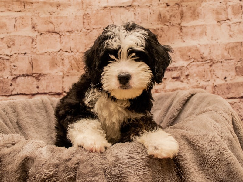 Mini Aussiedoodle- Available 11/30-DOG-Female-Black / White-3903045-PetCenter Old Bridge