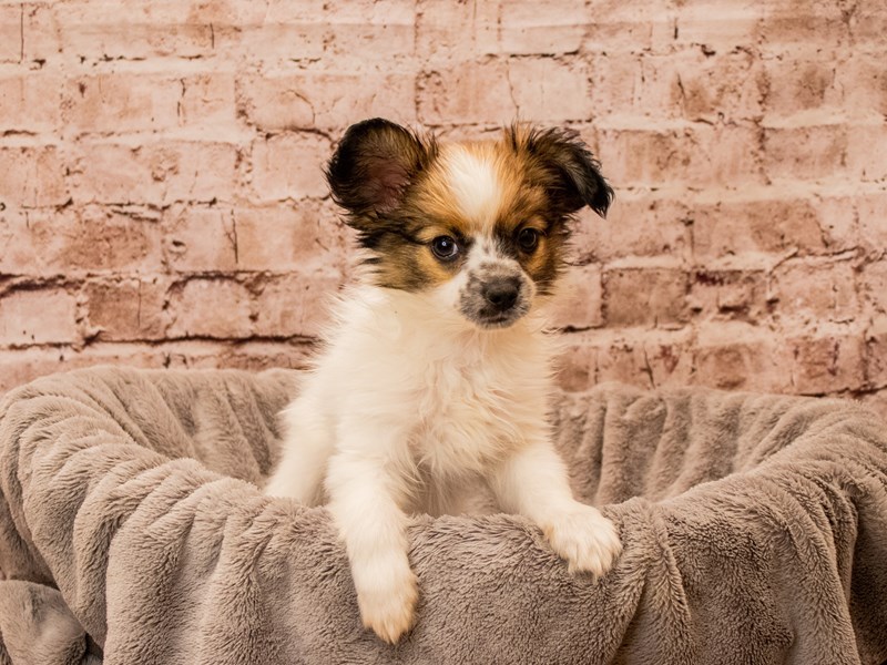 Papillon- Available 12/14-Male-White and Red-3912638-PetCenter Old Bridge