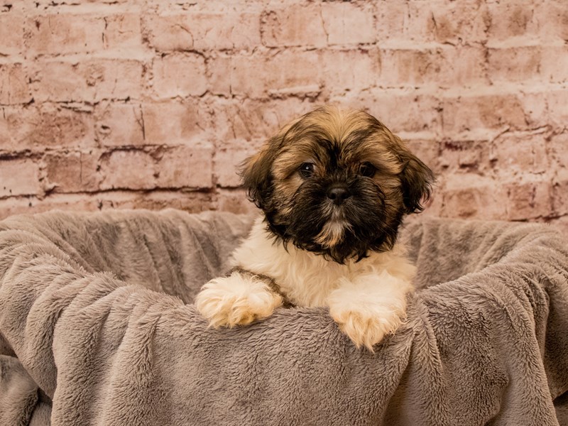 Shih Tzu- Available 12/14-Male-Gold and White-3920821-PetCenter Old Bridge