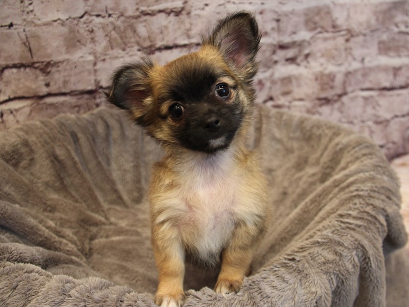 Chihuahua- Available 12/14-Female-Sable-3919560-PetCenter Old Bridge