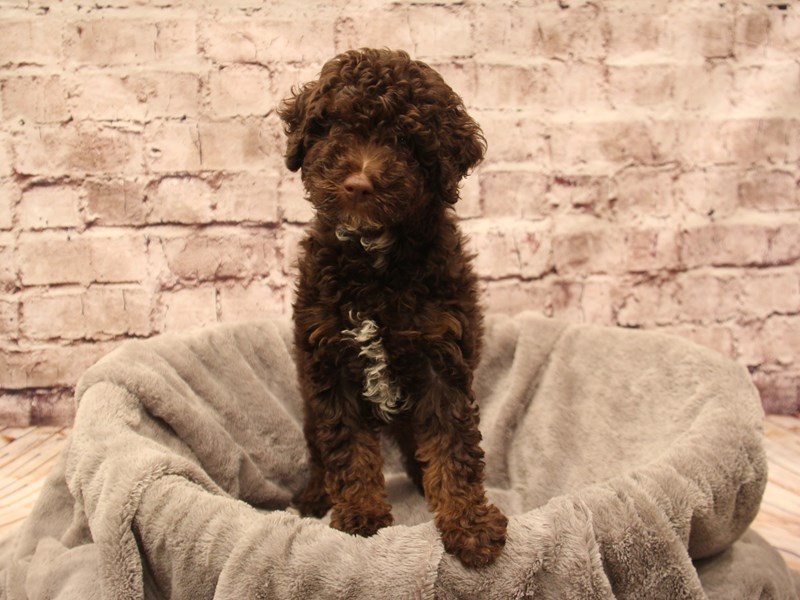 Mini Poodle- Available 12/28-DOG-Female-Chocolate-3937614-PetCenter Old Bridge