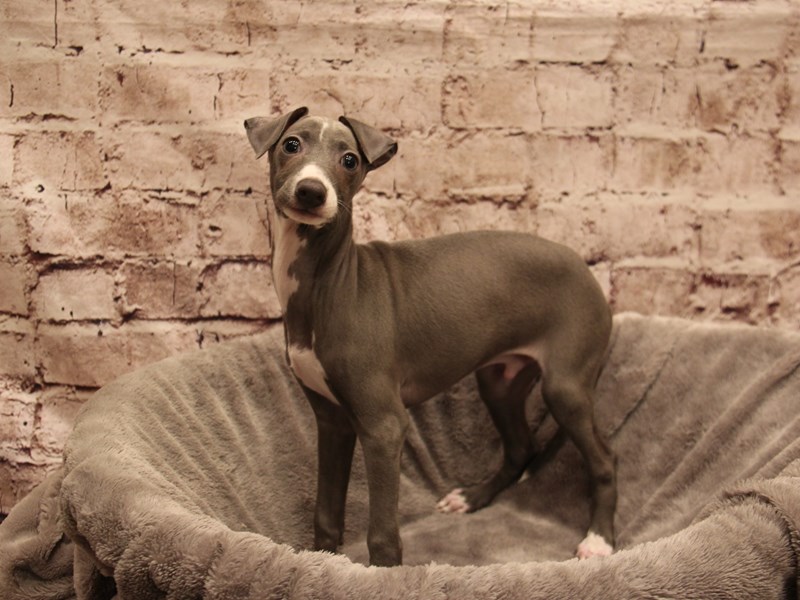 Italian Greyhound- Available 1/4-DOG-Male-Blue-3945164-PetCenter Old Bridge