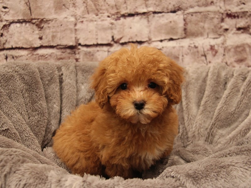Mini Poodle- Available 1/4-DOG-Female-Red-3945821-PetCenter Old Bridge