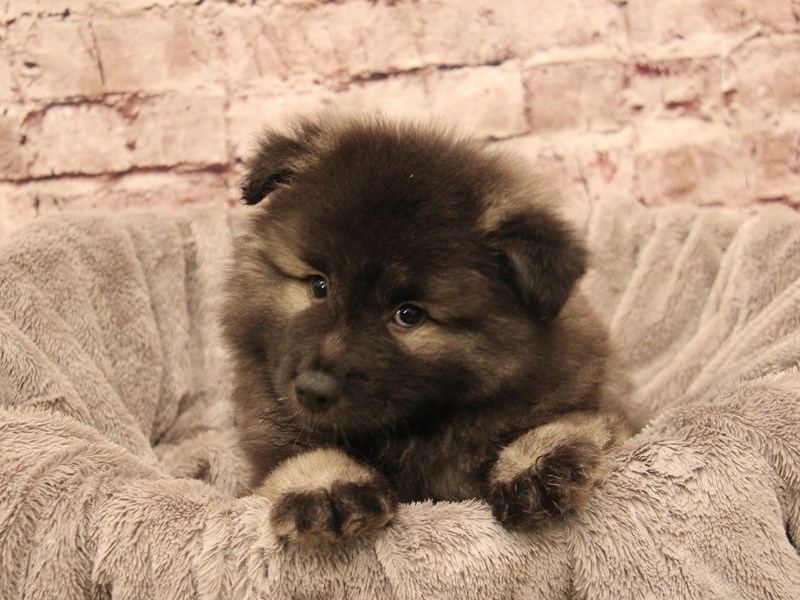Keeshond- Available 1/4-DOG-Male-Black / Silver-3945820-PetCenter Old Bridge
