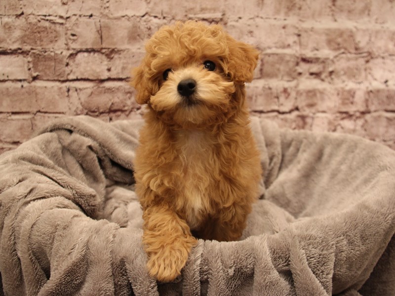 Poodle- Available 1/11-DOG-Female-Apricot-3955995-PetCenter Old Bridge