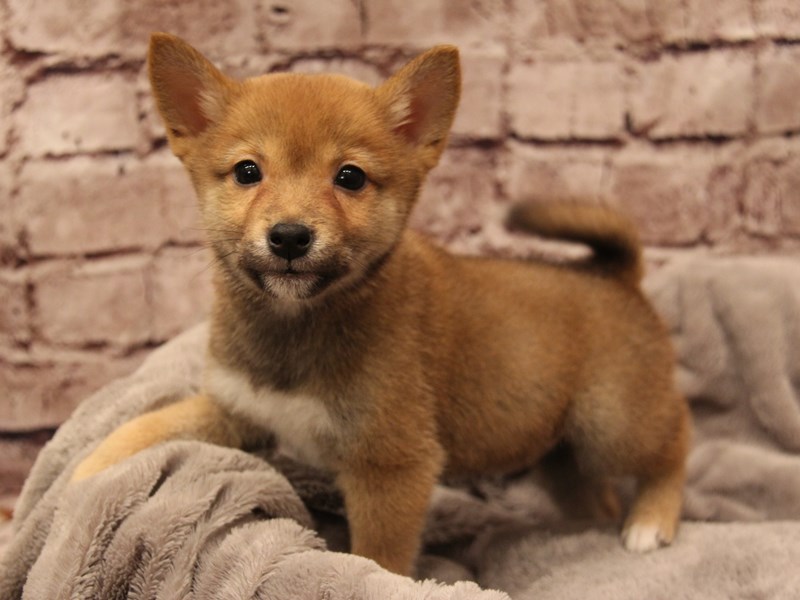 Shiba Inu- Available 1/11-DOG-Male-Red-3956031-PetCenter Old Bridge