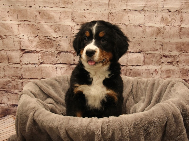 Bernese Mountain Dog- Available 1/11-DOG-Female-Black White / Tan-3956032-PetCenter Old Bridge