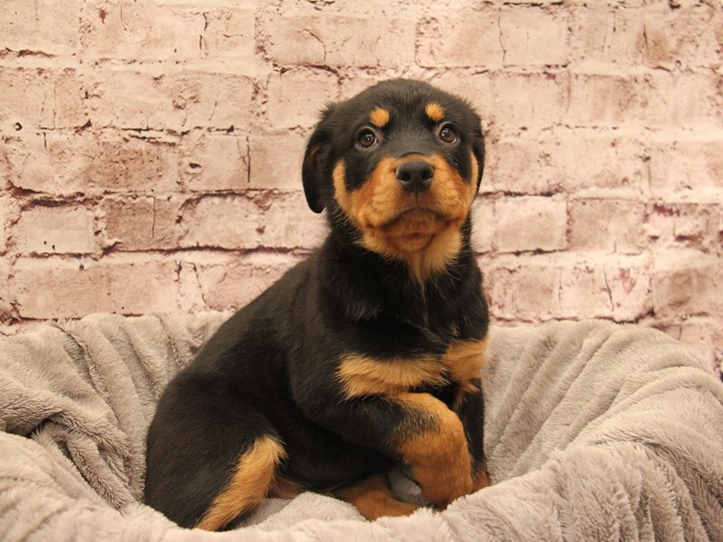 Rottweiler- Available 1/11-DOG-Female-Black / Tan-3955998-PetCenter Old Bridge