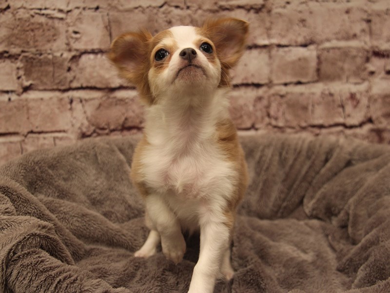 Chihuahua- Available 1/11-Female-Blue Fawn-3957779-PetCenter Old Bridge