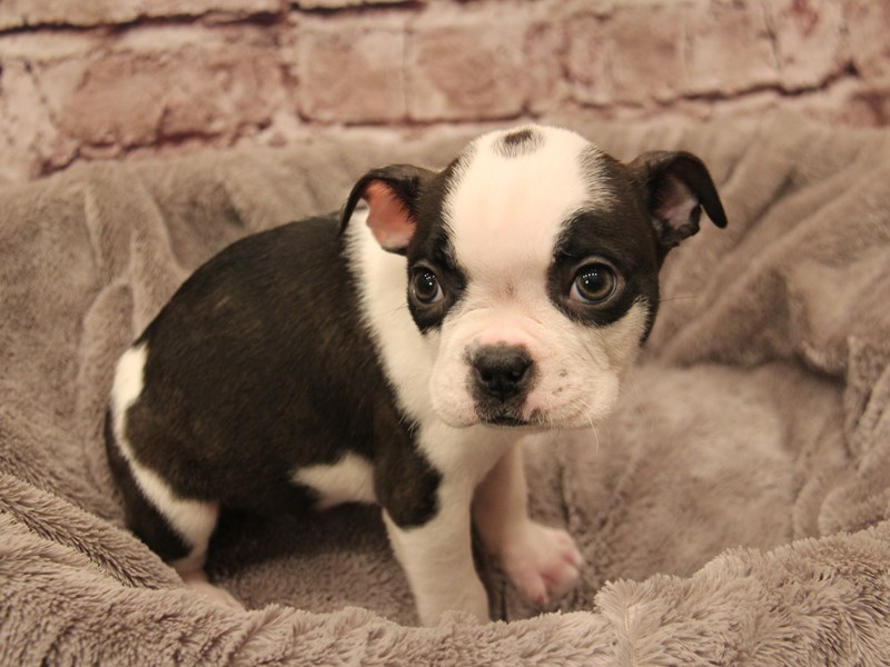 Boston Terrier- Available 1/11-Male-Black Brindle / White-3957777-PetCenter Old Bridge