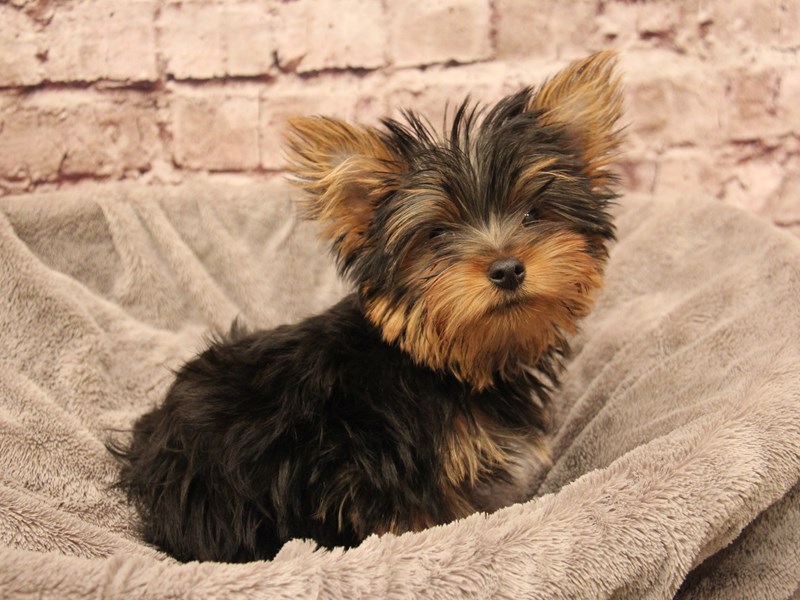Yorkshire Terrier- Available 1/11-DOG-Male-Black / Tan-3957774-PetCenter Old Bridge