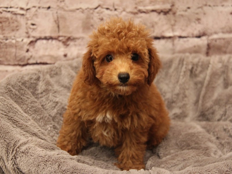 Poodle- Available 1/18-Male-Red-3966715-PetCenter Old Bridge