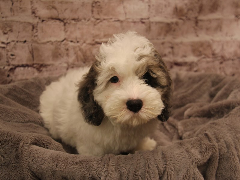 Cockapoo- Available 1/18-Male-White-3966714-PetCenter Old Bridge