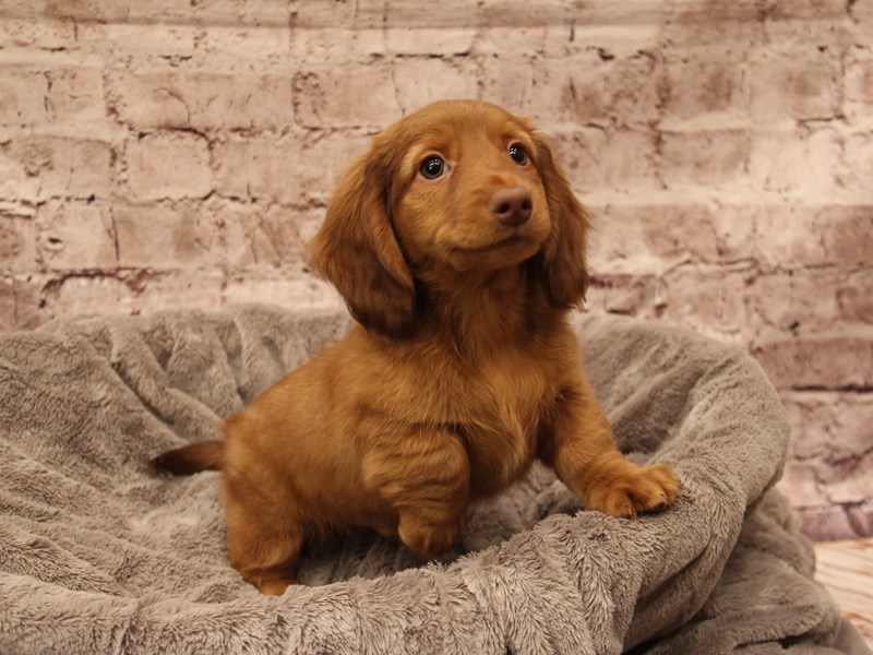 Dachshund- Available 1/18-Male-Red-3966710-PetCenter Old Bridge