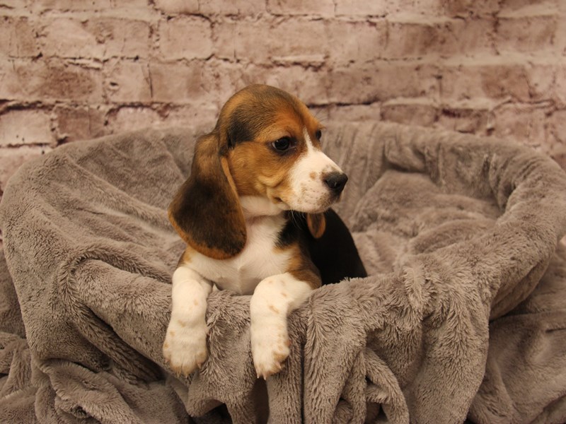 Beagle- Available 1/18-DOG-Male-Black Fawn and White-3967815-PetCenter Old Bridge