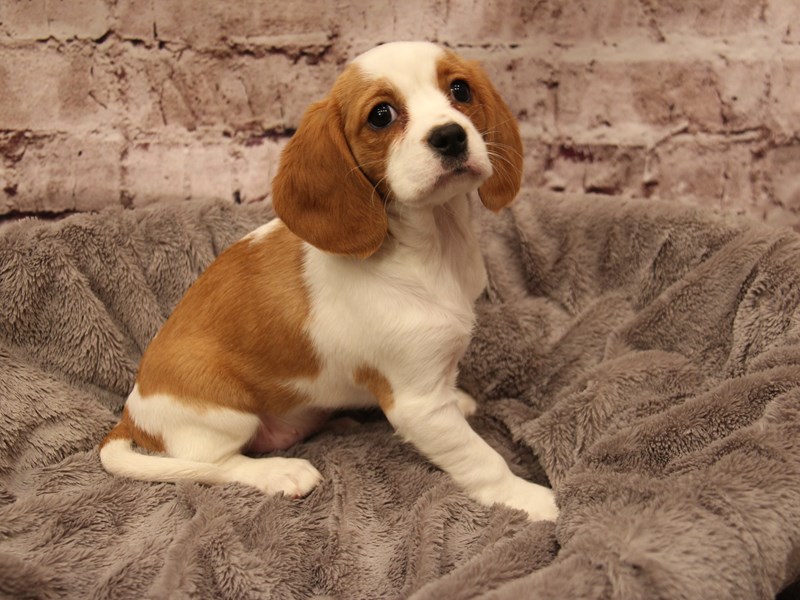 Beaglier- Available 1/18-Female-Fawn and White-3967620-PetCenter Old Bridge