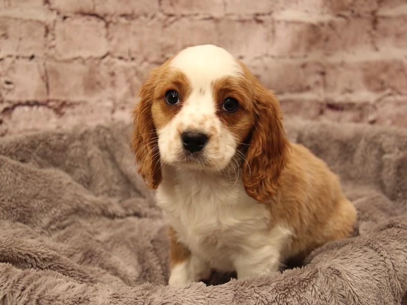 Beaglier- Available 1/18-Male-Fawn and White-3967619-PetCenter Old Bridge