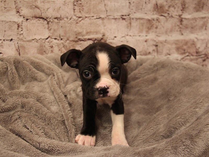 Boston Terrier- Available 1/18-Female-Black / White-3967919-PetCenter Old Bridge