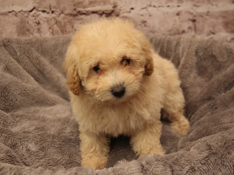 Poodle- Available 1/18-Female-Apricot-3967917-PetCenter Old Bridge