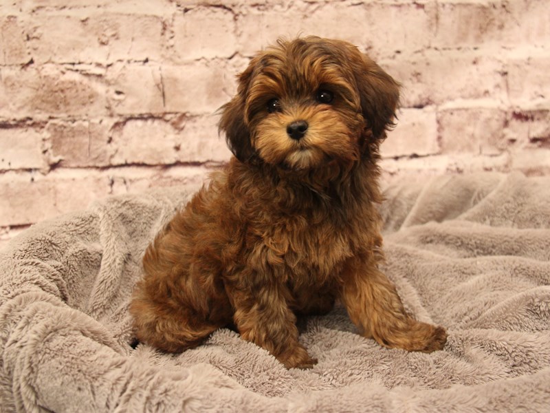 Cavapoo- Available 1/25-Female-Red Sable-3977340-PetCenter Old Bridge