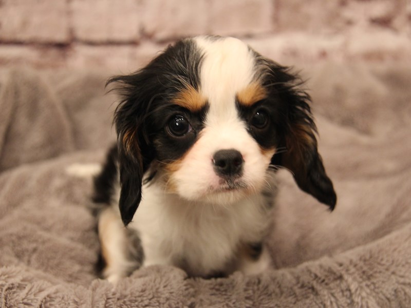 Cavalier King Charles Spaniel- Available 1/25-DOG-Female-Tri-Colored-3977363-PetCenter Old Bridge