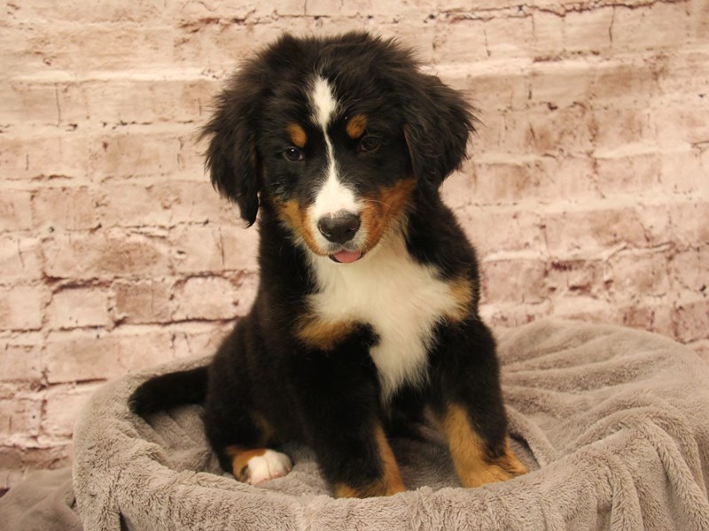 Bernese Mountain Dog- Available 1/25-Male-Black Rust and White-3978335-PetCenter Old Bridge