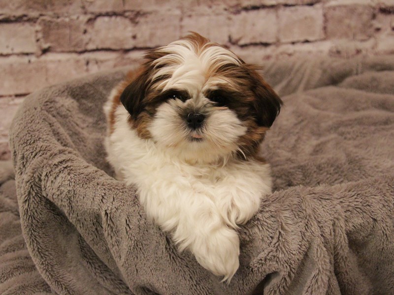 Shih Tzu- Available 1/25-Male-Red and White-3978333-PetCenter Old Bridge