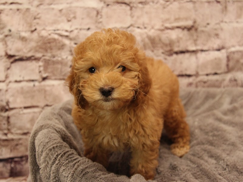 Mini Goldendoodle- Available 1/25-Female-Red-3977296-PetCenter Old Bridge