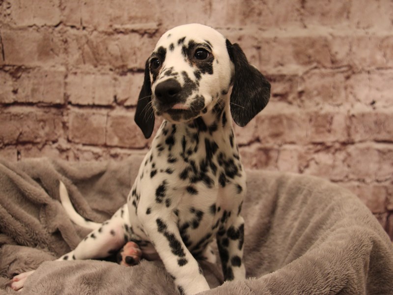 Dalmatian- Available 1/11-DOG-Female-White / Black-3955993-PetCenter Old Bridge